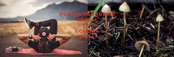 шишки Баксан